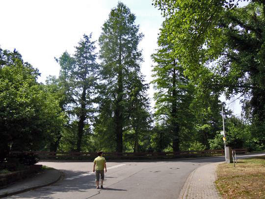 AmWaldsee Oberachern